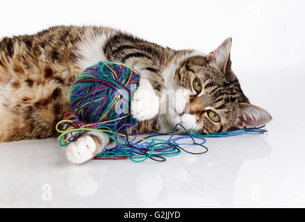 Porträt einer verspielten Hauskatze liebäugelt mit Wollknäuel auf weiße Fläche Stockfoto