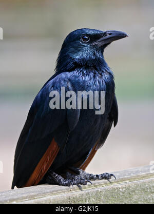 Red Winged Starling (Onychognathus Morio) Stockfoto