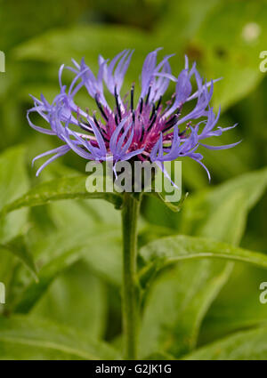 Centaurea Montana (Kornblume, Berg Bluet) Stockfoto