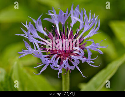 Centaurea Montana (Kornblume, Berg Bluet) Stockfoto