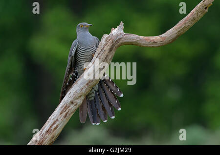 Männlicher Kuckuck Cuculus Canorus thront auf Zweig. Frühling. UK Stockfoto