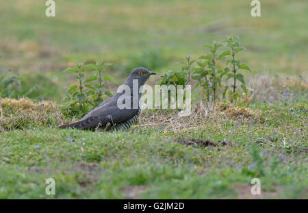 Männlicher Kuckuck Cuculus Canorus auf Boden. Frühling. UK Stockfoto