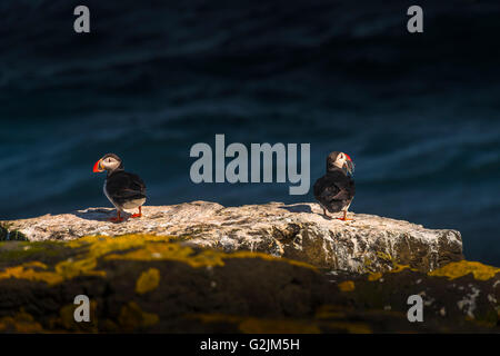 Isländische Papageientaucher auf abgelegenen Inseln auf Island, Sommer 2015 Stockfoto