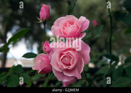 Wunderschöne Rosen an einem State Park Stockfoto