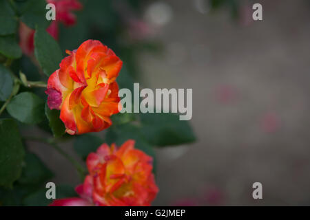 Wunderschöne Rosen an einem State Park Stockfoto
