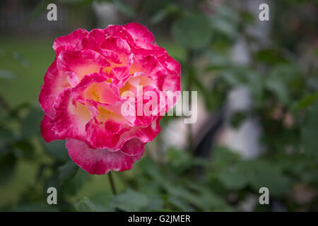 Wunderschöne Rosen an einem State Park Stockfoto