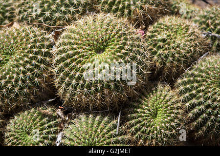 Eine Gruppe von kleinen Fass Kakteen in einer Gartenanlage gelegen. Stockfoto