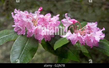 Nahaufnahme der Rhododendron blüht in Redwood-Wald, Wassertropfen vor Regen, gefilterte Licht, am frühen Morgen. Stockfoto