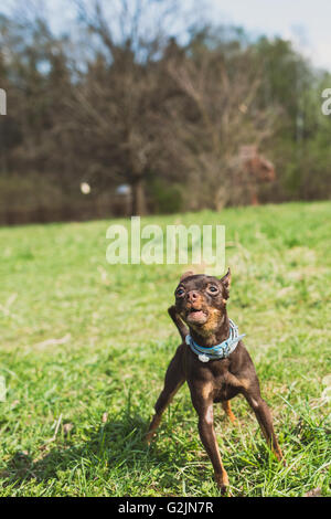 süße russische Toy Terrier Hund bellen und Blick auf Kamera Stockfoto