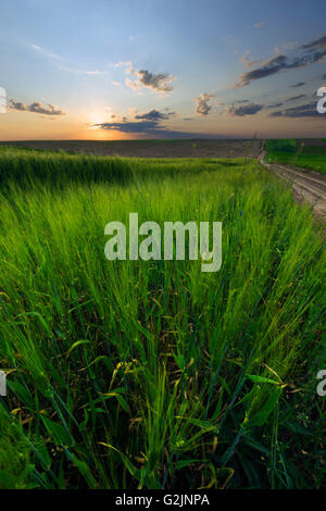 Weizenfeld im Frühjahr mit schönen Himmel und Wolken Stockfoto