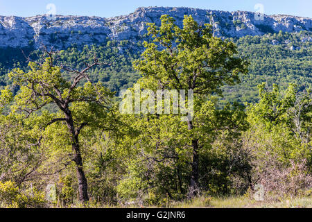Chêne Pubescent a la St Baume Var Frankreich Stockfoto