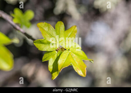 Feuille d'Erable de Montpellier Stockfoto