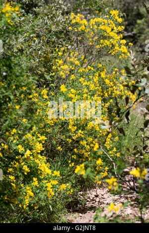 Buisson de CORONILLE Stockfoto