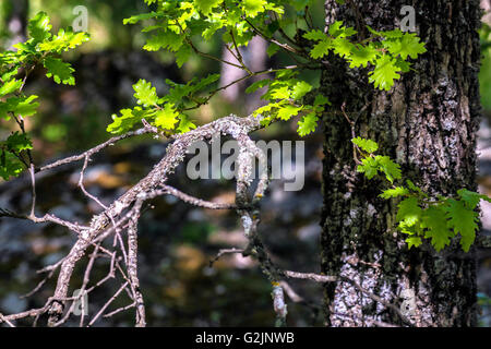 Branche de Chêne pubertierenden Stockfoto