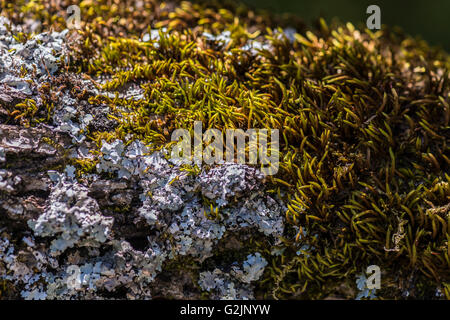 Mousse Forêt Dans la Sainte-Baume-Var-Frankreich Stockfoto