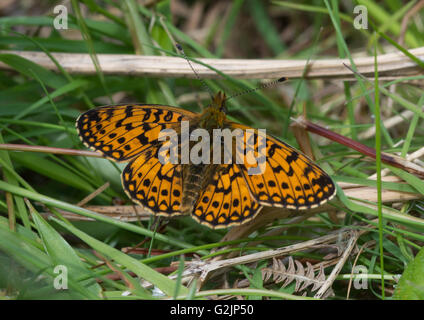 Kleiner Perlenschmetterling (Boloria selene) - mit offenen Flügeln - Großbritannien Stockfoto