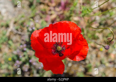 FORET DE STE BAUME, COQUELICOT, VAR 83 FRANKREICH Stockfoto