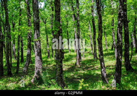 FORET DE STE BAUME, CHENES BLANCS, VAR 83 FRANKREICH Stockfoto