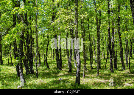 FORET DE STE BAUME, CHENES BLANCS, VAR 83 FRANKREICH Stockfoto