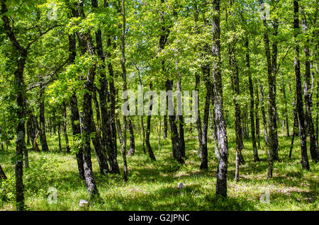 FORET DE STE BAUME, CHENES BLANCS, VAR 83 FRANKREICH Stockfoto