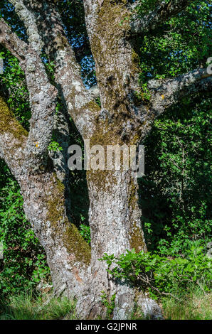 FORET DE STE BAUME, TRONC DE CHENE, VAR 83 FRANKREICH Stockfoto