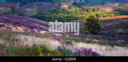 Abwechselungsreiche Wanderwege durch Cannock Chase Area of Outstanding Natural Beauty mit Heidekraut blühen über die Heide Stockfoto