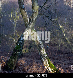 Sonnenlicht auf Silber Birken in alten Eichenwald im Winter in Brocton auf Cannock Chase AONB Stockfoto