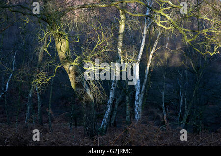 Sonnenlicht auf Silber Birken in alten Eichenwald im Winter in Brocton auf Cannock Chase AONB Stockfoto