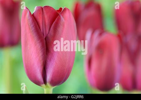 Tulipa "National Velvet" Tulip Triumph Gruppe April Stockfoto