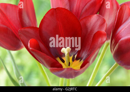 Tulipa "National Velvet" Tulip Triumph Gruppe April Stockfoto