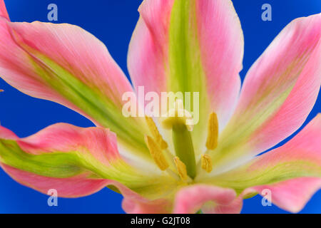 Tulipa 'Virichic' Tulpe Viridiflora Gruppe auch manchmal eingestuft als Lily blühenden Gruppe April Stockfoto