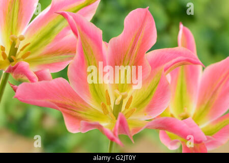 Tulipa 'Virichic' Tulpe Viridiflora Gruppe auch manchmal eingestuft als Lily blühenden Gruppe April Stockfoto