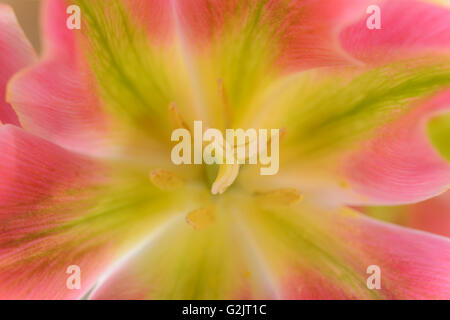 Tulipa 'Virichic' Tulpe Viridiflora Gruppe auch manchmal eingestuft als Lily blühenden Gruppe April Stockfoto