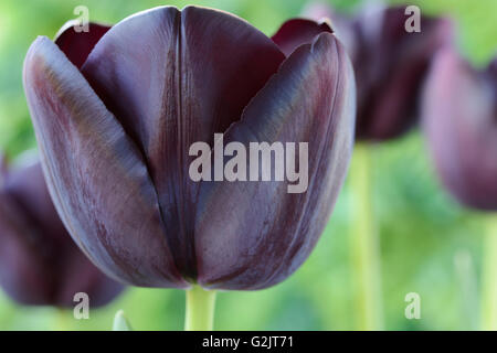 Tulipa 'Queen of Night' Tulip einzigen Ende Gruppe April Stockfoto