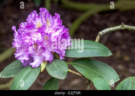 Blau Rhododendron 'Everestianum', Blüte im Garten Stockfoto