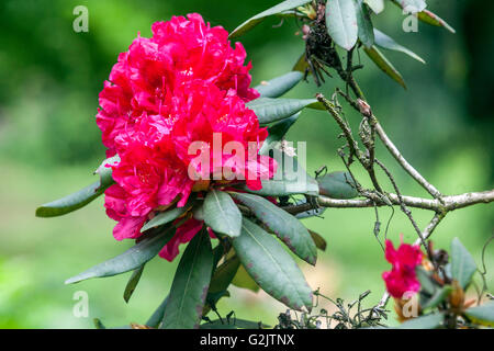 Rhodendron 'Vilem Heckel', roter Rhodendrongarten, blühende Strauchrote Blumen Stockfoto