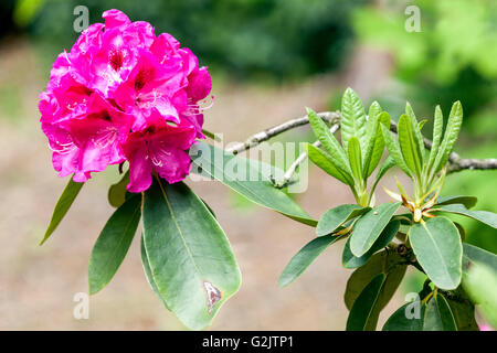 In voller Blüte rosa Rhododendron Stockfoto