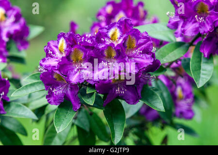 Lila Rhododendron 'Tamarindos', lila Blüten am Strauch im Garten Stockfoto