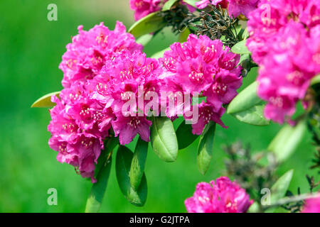 Rosa Rhododendron 'DArius', blühende Sträucher Stockfoto