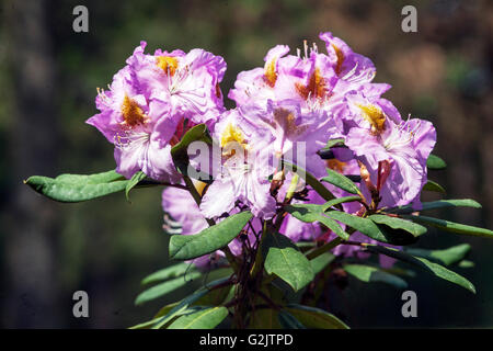 Rhododendron 'Richarda', Blüte Stockfoto