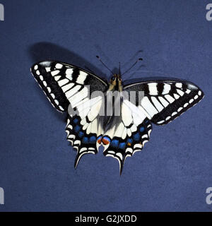 Schwalbenschwanz; Papilio; Machaon; Schmetterling; Tagfalter Stockfoto