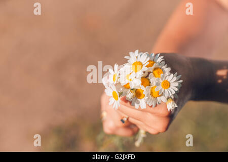 Frau Hand hält eine Blume Gänseblümchen, getönten Foto. Fokus für Blumen. Hintergrund für Instagram Filter Tonen. Stockfoto