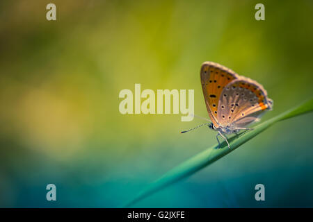 Schöne Schmetterling Hintergrund mit Sommerblumen. Entspannende Farben. Bokeh-Hintergrund Stockfoto