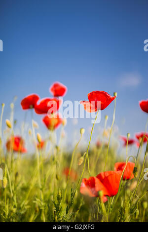 Schöne lebendige launisch Mohnfeld Stockfoto