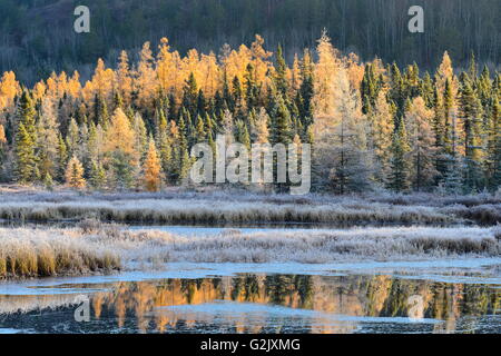 Frostigen Tamarac Bäume entlang Costello Creek, Algonquin Park, Ontario, Kanada Stockfoto