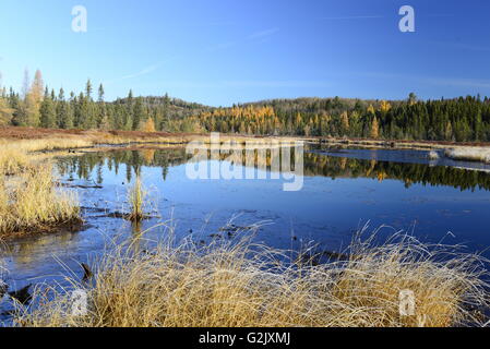 Costello Creek, Algonquin Park, Ontario, Kanada Stockfoto