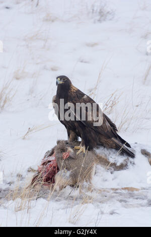 Dieser leistungsstarke Steinadler (Aquila Chrysaetos) Bewachung einen Kill in Bozemen, Montana, Nord-Amerika Stockfoto