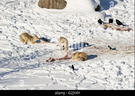 Kojote (Canis Latrans), Fütterung auf Tötung im Lamar Valley Yellowstone Nationl Park, Montana, Lamar Valley. Stockfoto