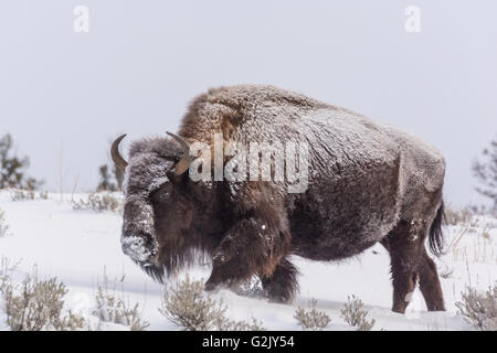 Der amerikanische Bison (Bison Bison) Wildlife Yellowstone Park Lamar Valley Mammut Falls Wyoming USA am 26. Dezember 2015 Stockfoto