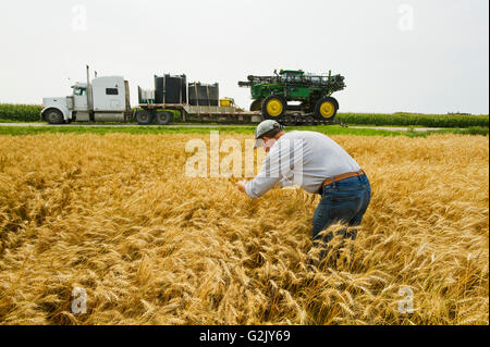 ein Landwirt in einem Weizenfeld vor mit einer hoher Bodenfreiheit Sprayer geben eine chemische Anwendung Herbizid Reife Winterweizen in der Nähe Stockfoto